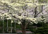 Dogwood & Crab Apple with Traces of Willow Branches
