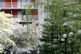 Dogwood, Crab Apple, Willow & Pine
