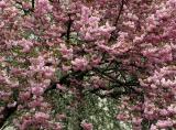 Cherry Tree Blossoms WSP