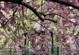 Cherry Tree Blossoms at the Childrens Playground