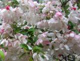 Rain on Crab Apple Tree Blossoms