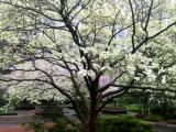 Dogwood & Crab Apple Trees