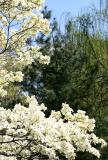 Dogwood, Pine & Willow Trees