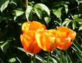 Tulips