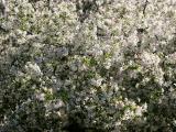 Crab Apple Blossoms