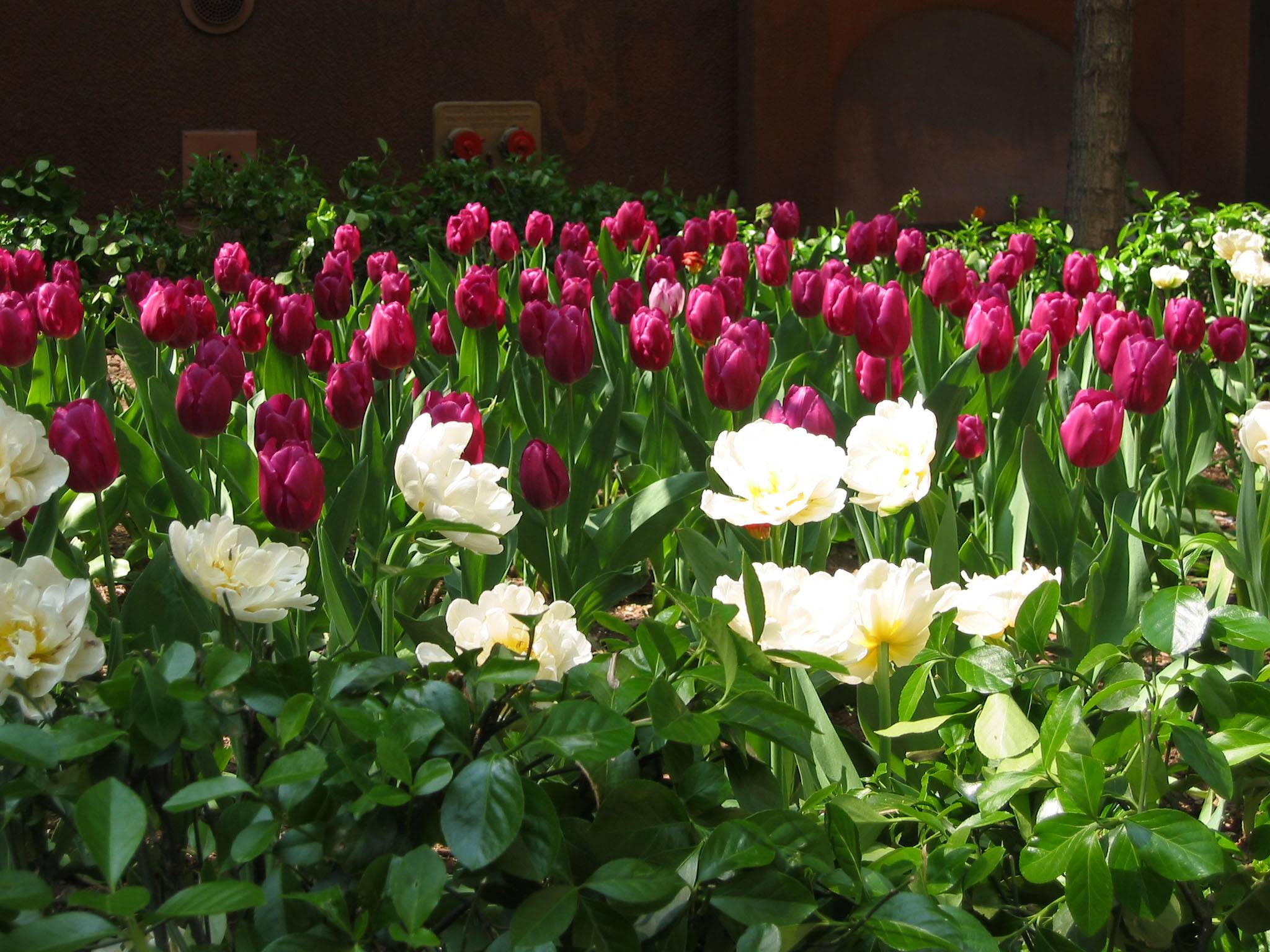 Tulips 