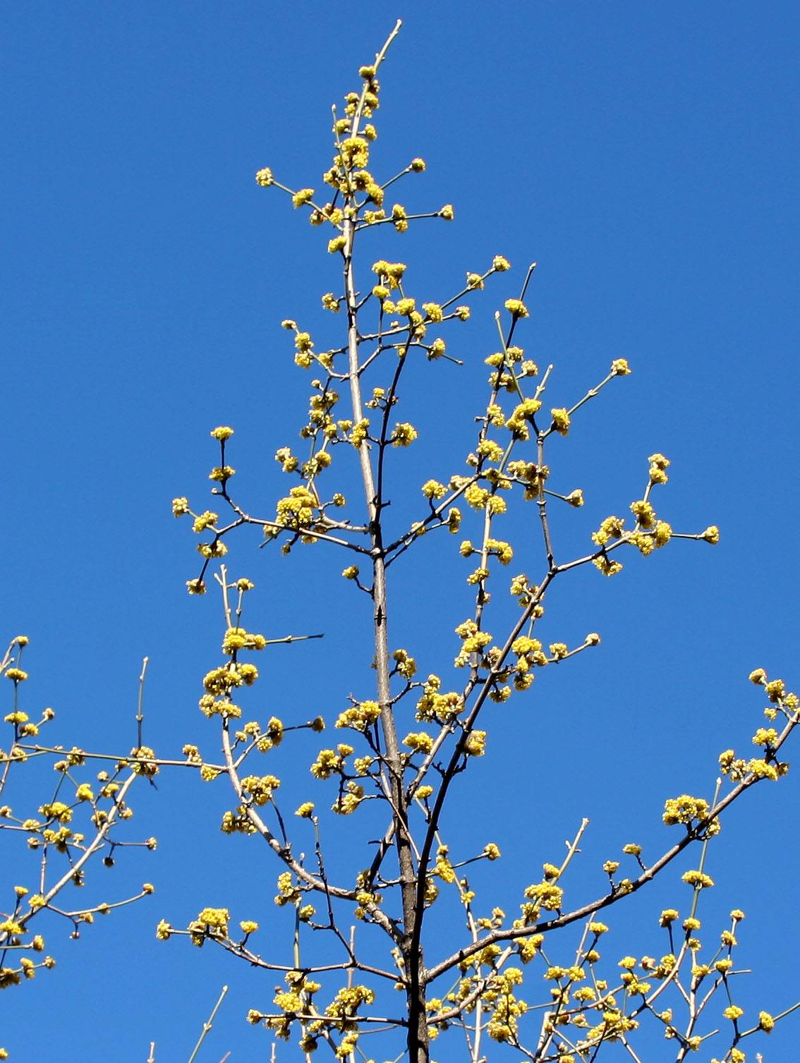 Budding Cornus Mas Dogwood Tree