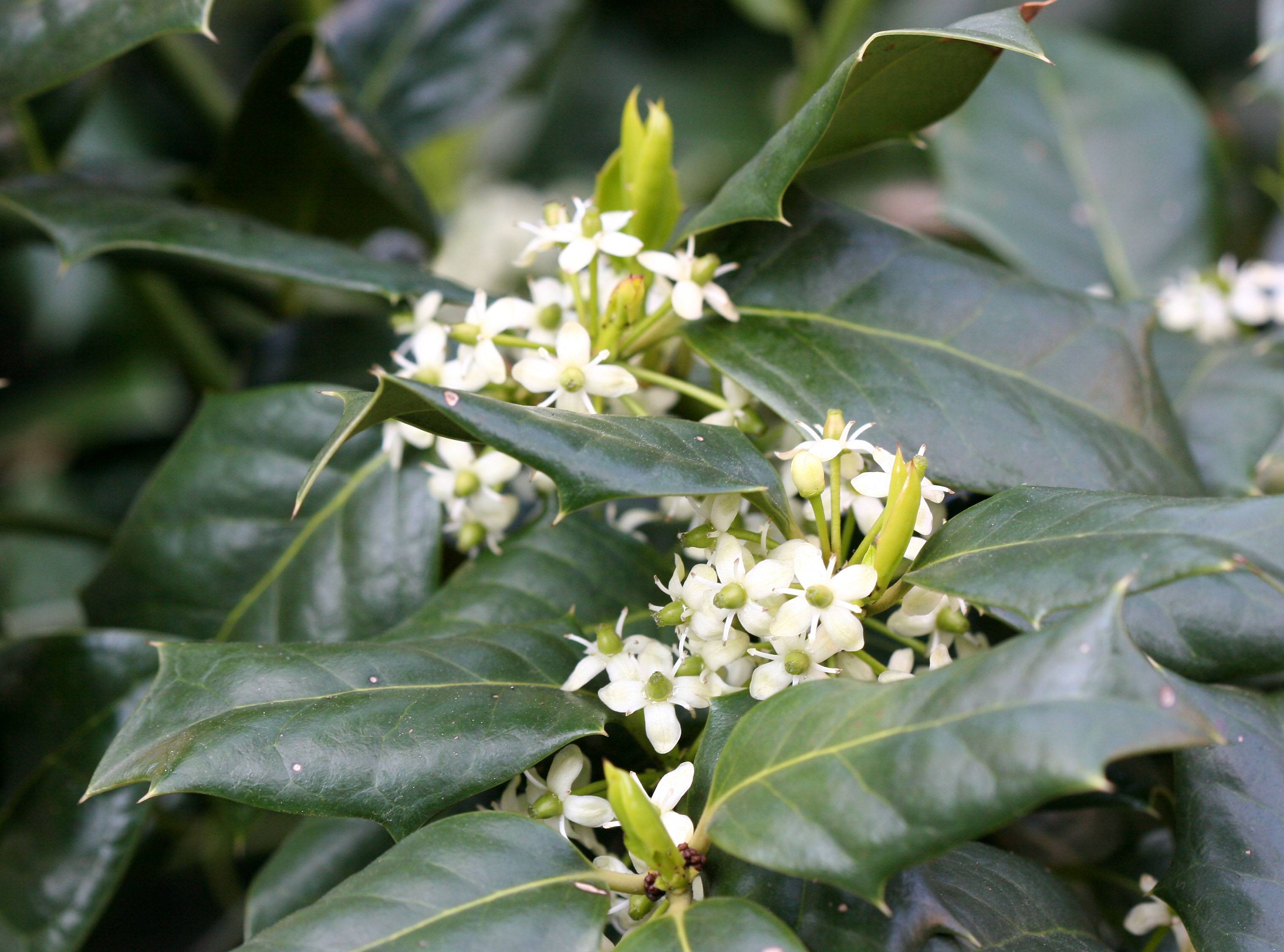 Holly Blossoms