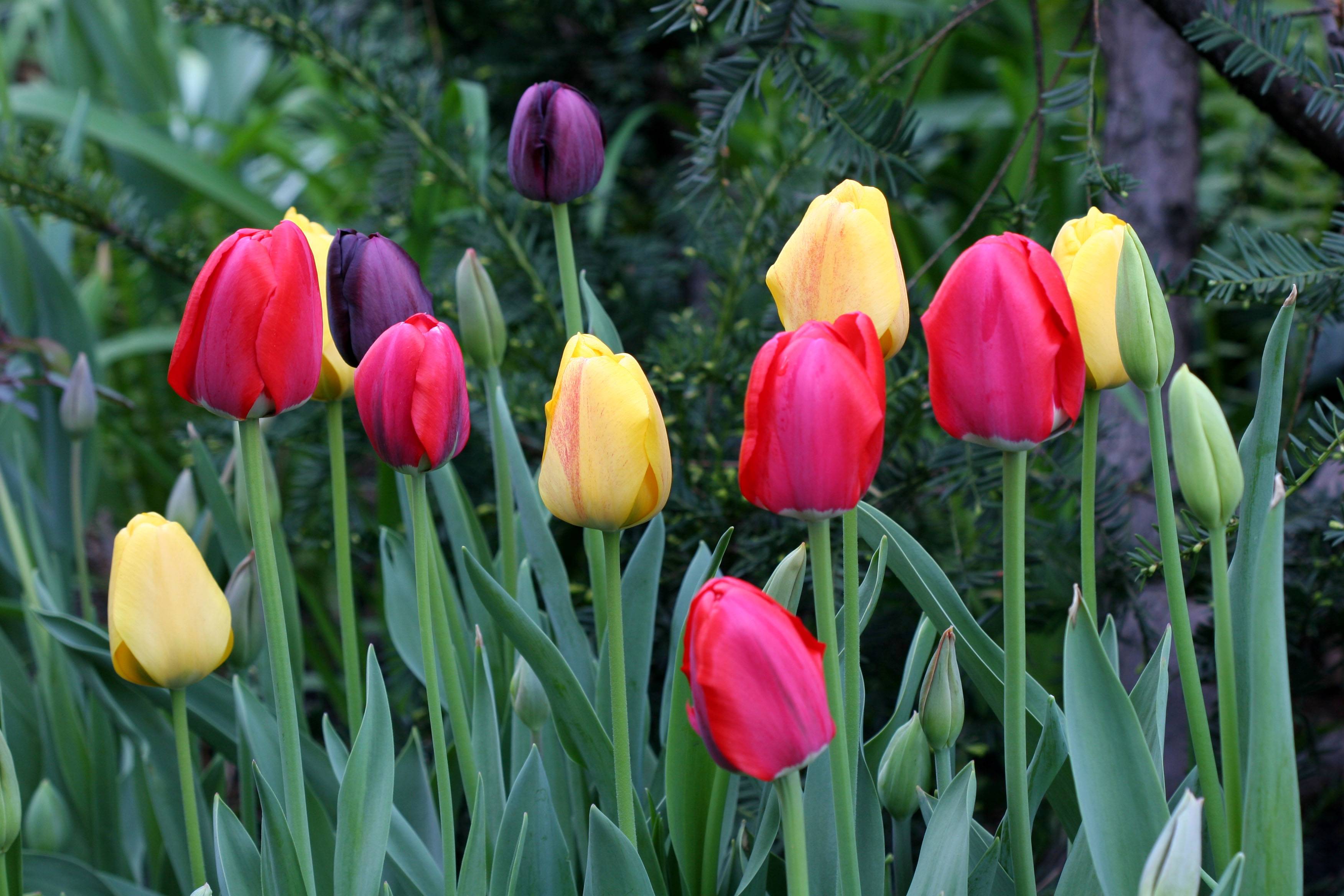 Tulips