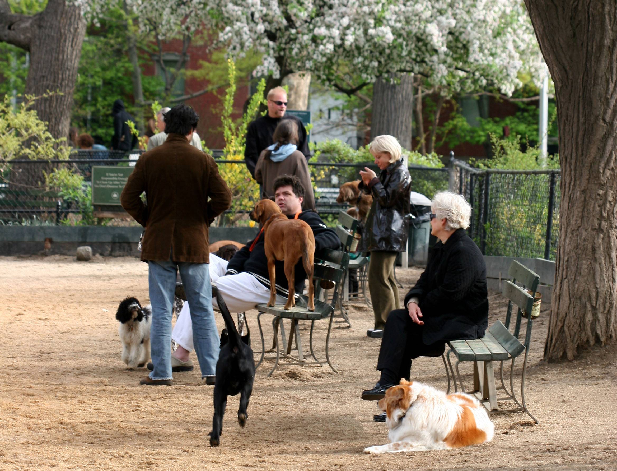 Dog Run