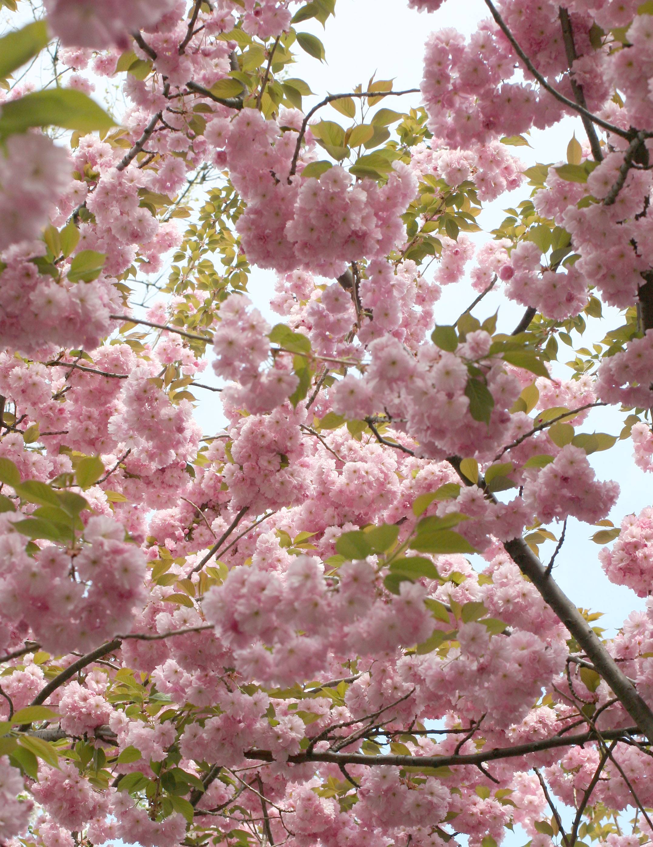Cherry Tree Blossoms WSP