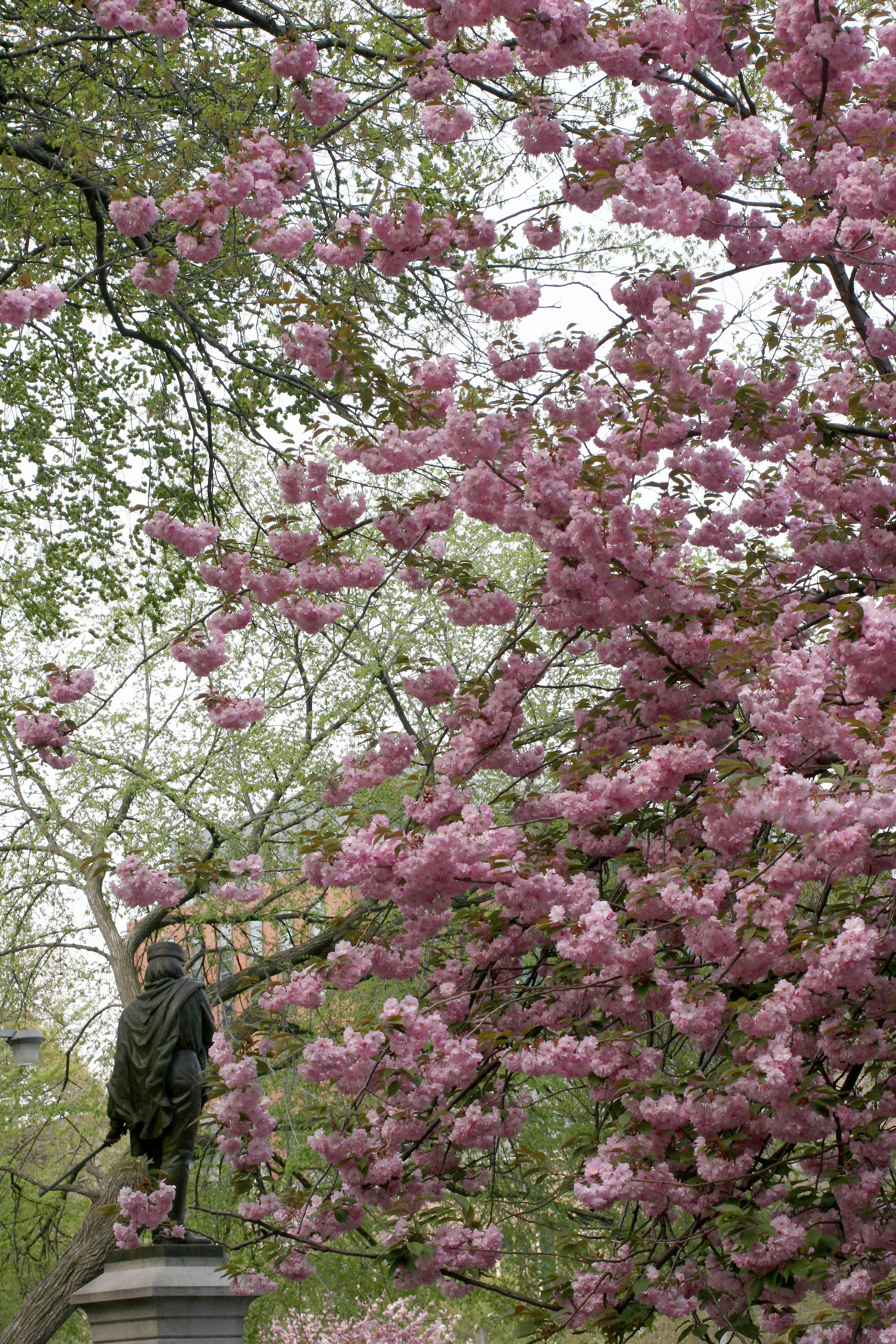 Cherry Tree Blossoms  with Garialdi Statue WSP