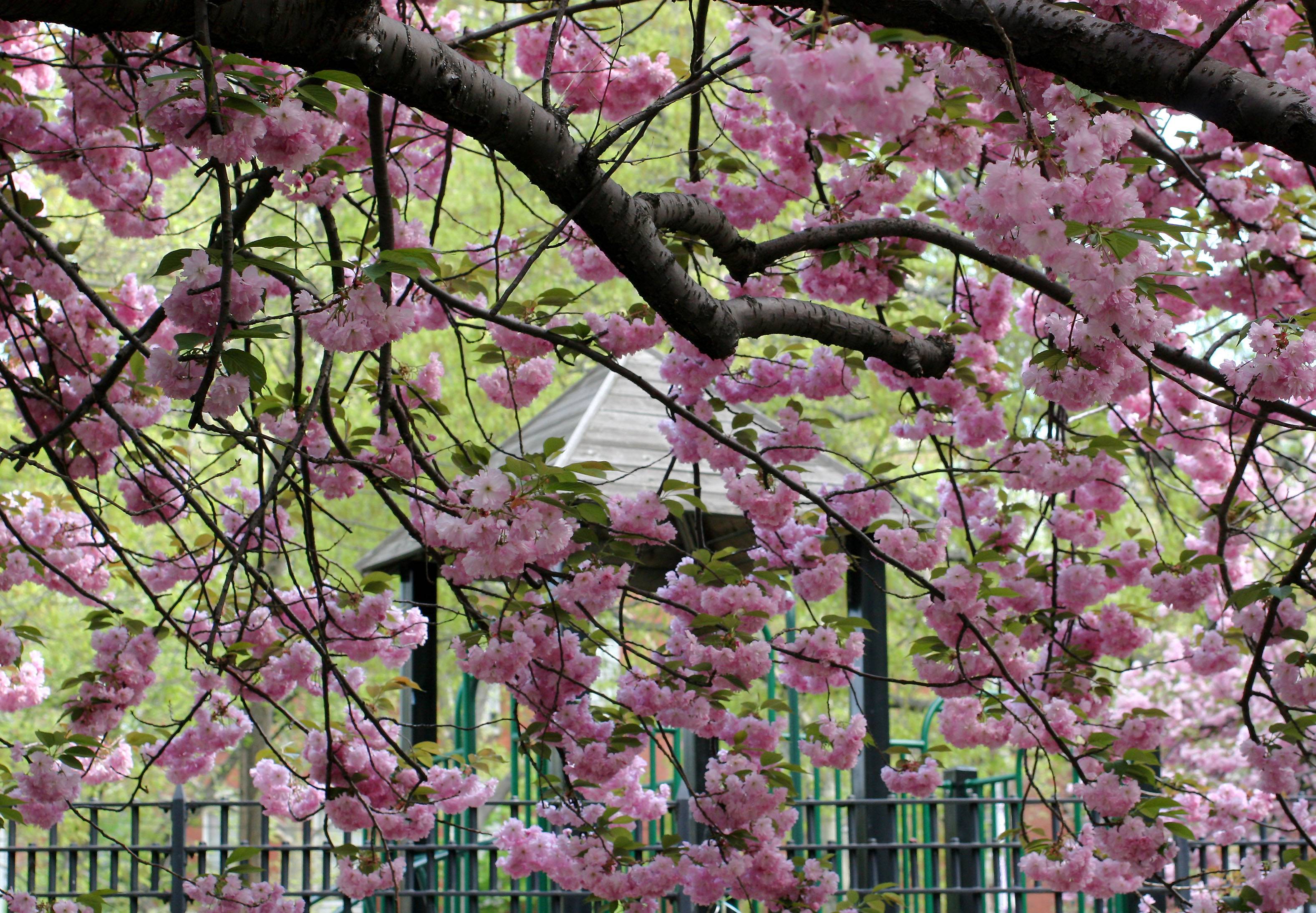 Cherry Tree Blossoms at the Childrens Playground