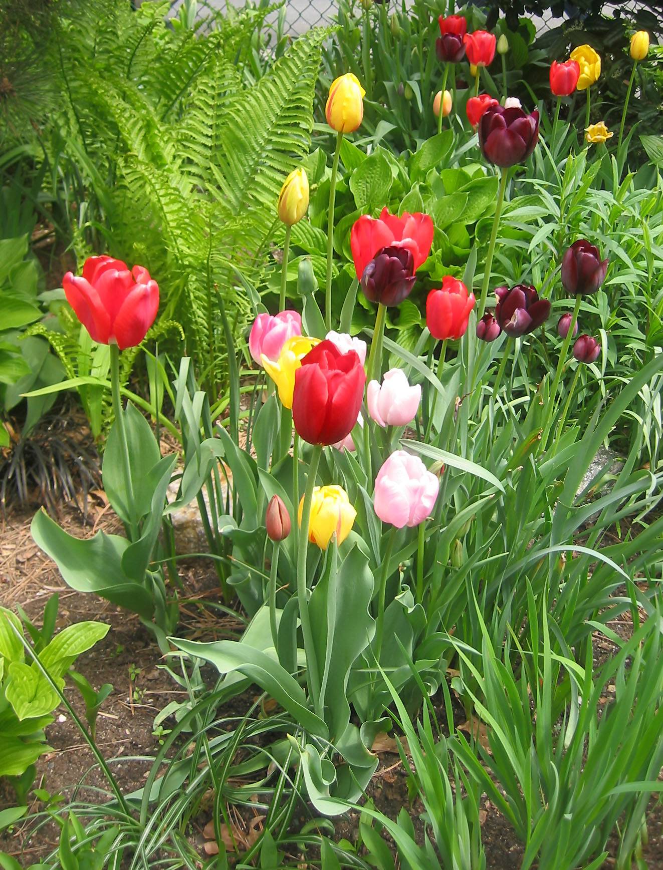 Tulips