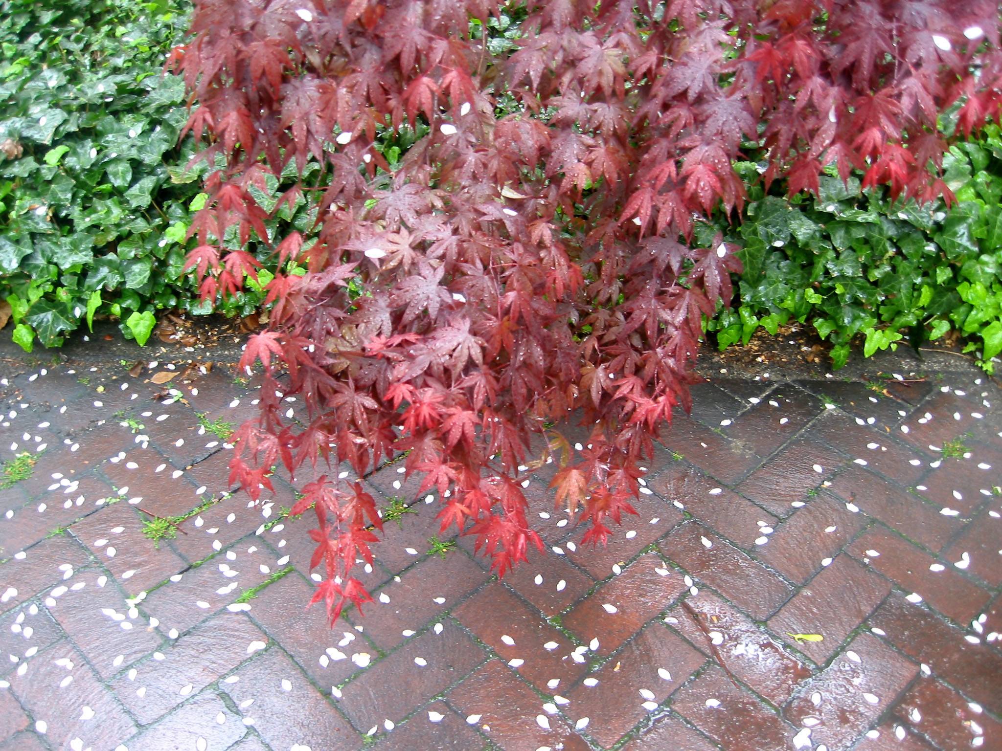 Red Maple & Ivy