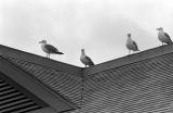 Gulls