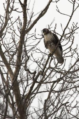 December 30, 2004: Red-tailed Hawk