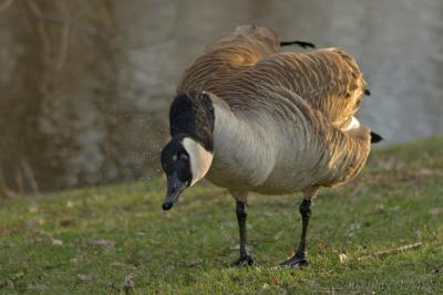 May 2, 2005: Wet Goose