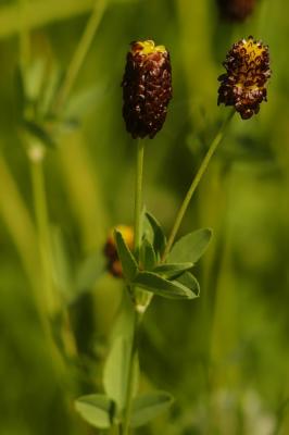 Trifolium-spadiceum.jpg