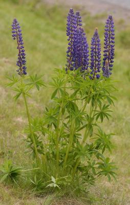 Lupinus-polyphyllus.jpg