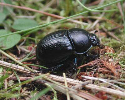 u11/holopain/medium/3802115.Anoplotrupesstercorosus.jpg