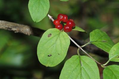 Lonicera-xylosteum.jpg