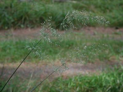 Calamagrostis-arundinacea.jpg