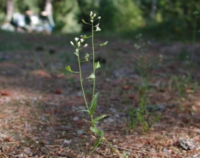 Capsella_bursa-pastoris.jpg