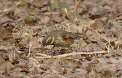 Turdus-iliacus.jpg