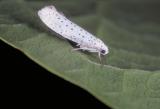 Yponomeuta-evonymellus.jpg