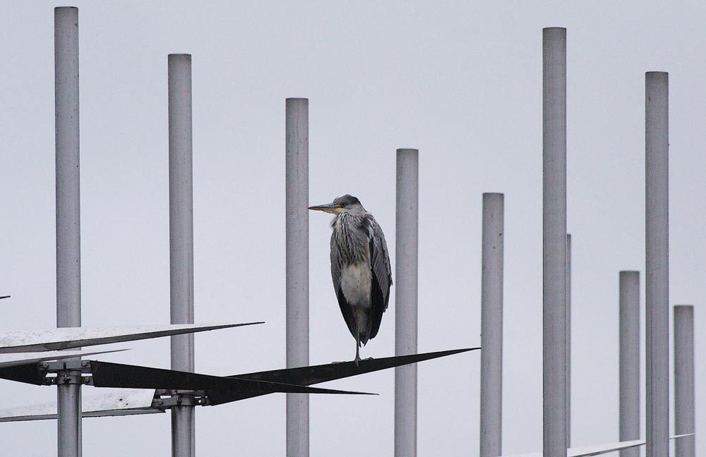 Ardea-cinerea.jpg