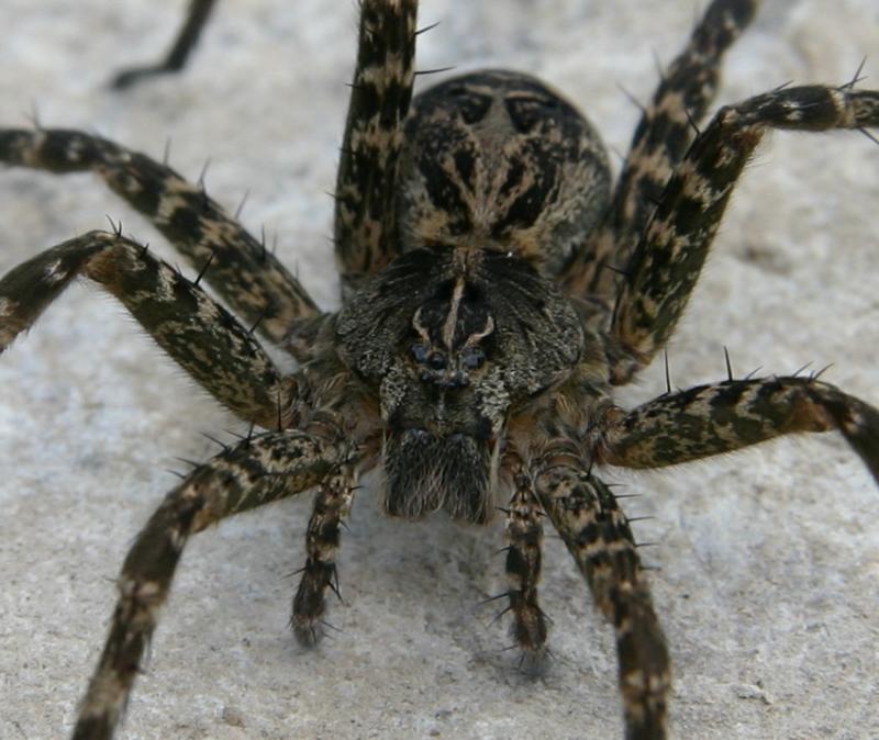 Arachnophobia