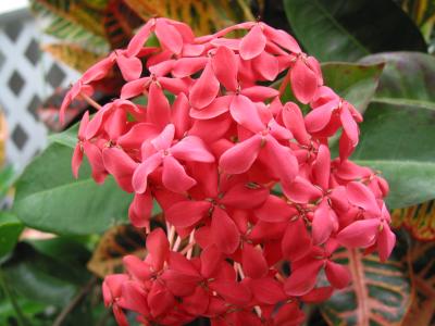 Smell the flowers