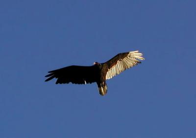 Vulture circling overhead