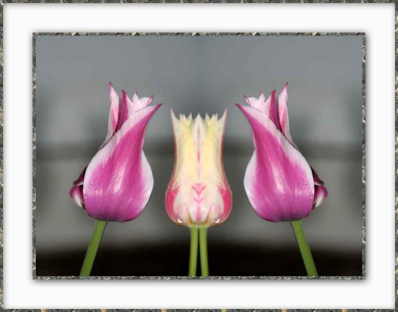 Double Tear Tulip