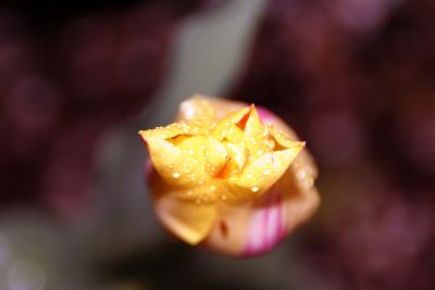 tulip of mine