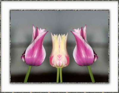 Double Tear Tulip