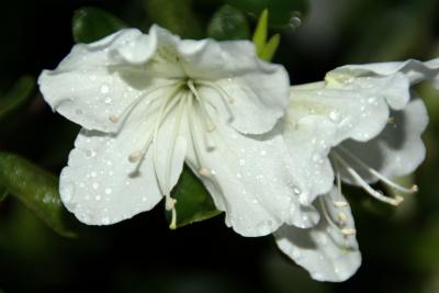 Amazing White Azalea