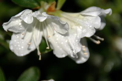 Amazing White Azalea