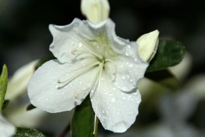 Amazing White Azalea