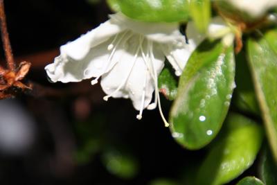 Amazing White Azalea