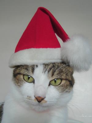 x'mas kitty