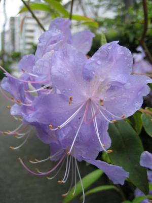 Rhododendron 2.JPG