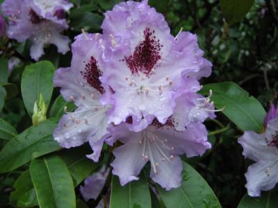 Rhododendron 4.JPG