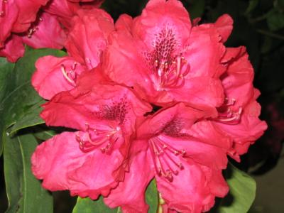 Rhododendron 6.JPG