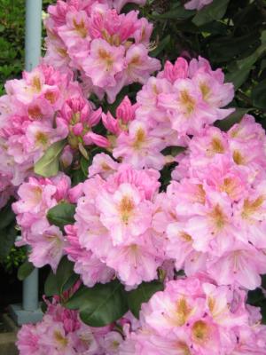 Rhododendron 7.JPG