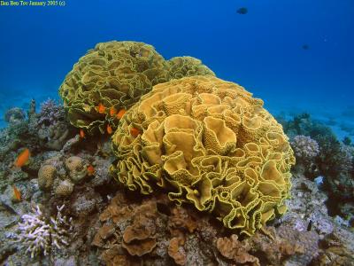Turbinaria Coral