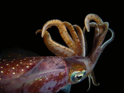 Caribbean Reef Squid