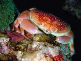 Batwing Coral Crab