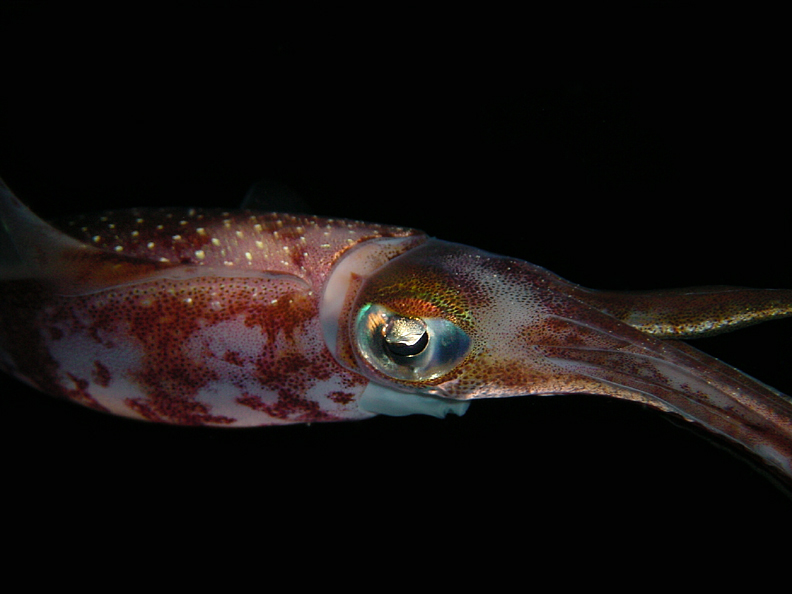 Reef Squid 2